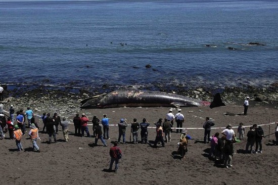 Whale found dead in Chile