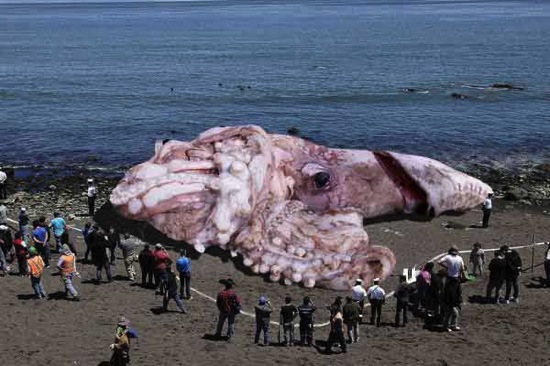 Giant squid