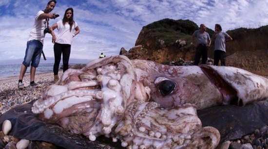 Giant squid spain